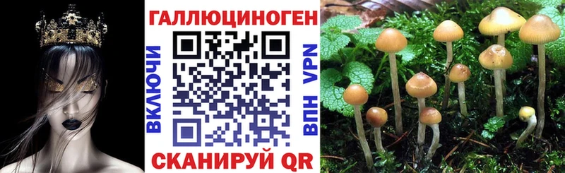 Псилоцибиновые грибы прущие грибы  кракен рабочий сайт  Дубовка  маркетплейс какой сайт  магазин продажи наркотиков 